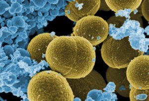 S. aureus bacteria