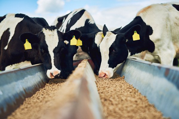 vacas