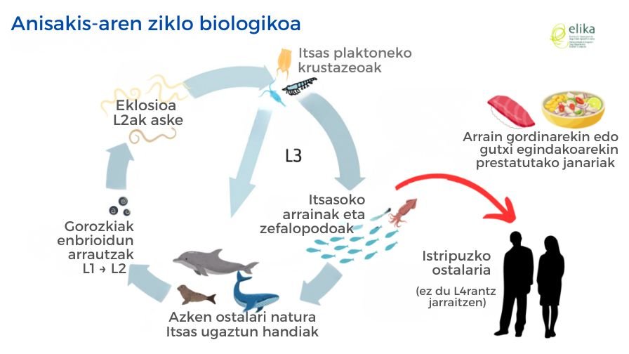 L3·ciclo Anisakis Anisakisaren ziklo biologikoa