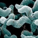 Campylobacter Campylobater