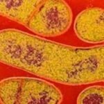 Campylobacter Clostridium