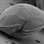 Campylobacter ciguatoxina