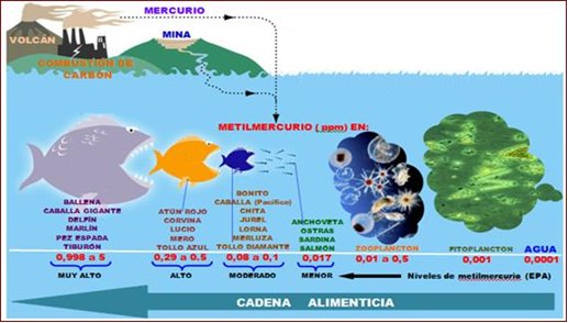 Ciclo_Hg