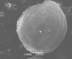Campylobacter