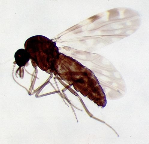 497px-Culicoides_female_biting_midge