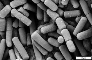 Campylobacter