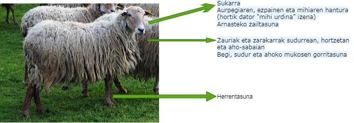 sintomakMUfoto