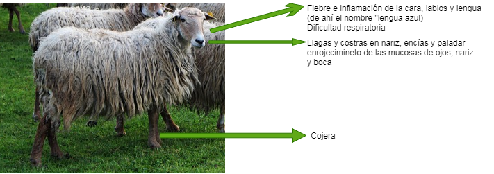 sintomasLAfoto