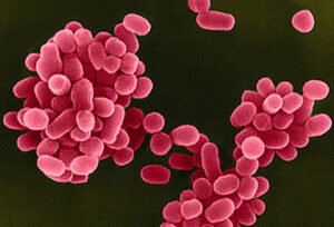 Campylobacter