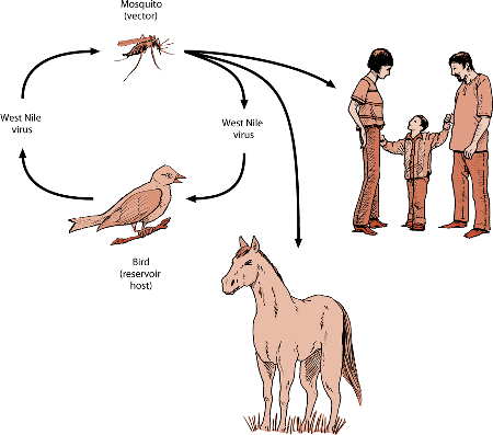 DDH_west_nile_transmission(1)