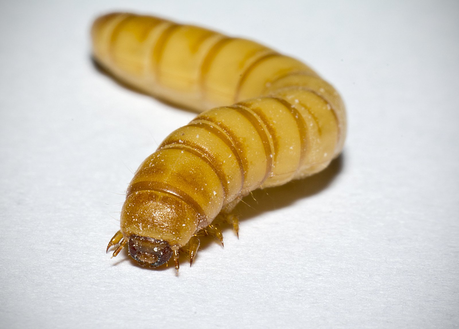 Tenebrio molitor