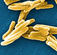 Campylobacter mycobacterium