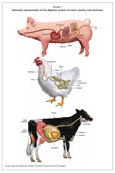 Nutri_animal_FAO