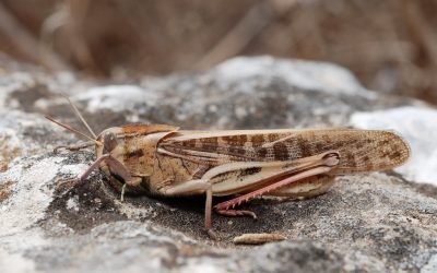 Locusta migratoria