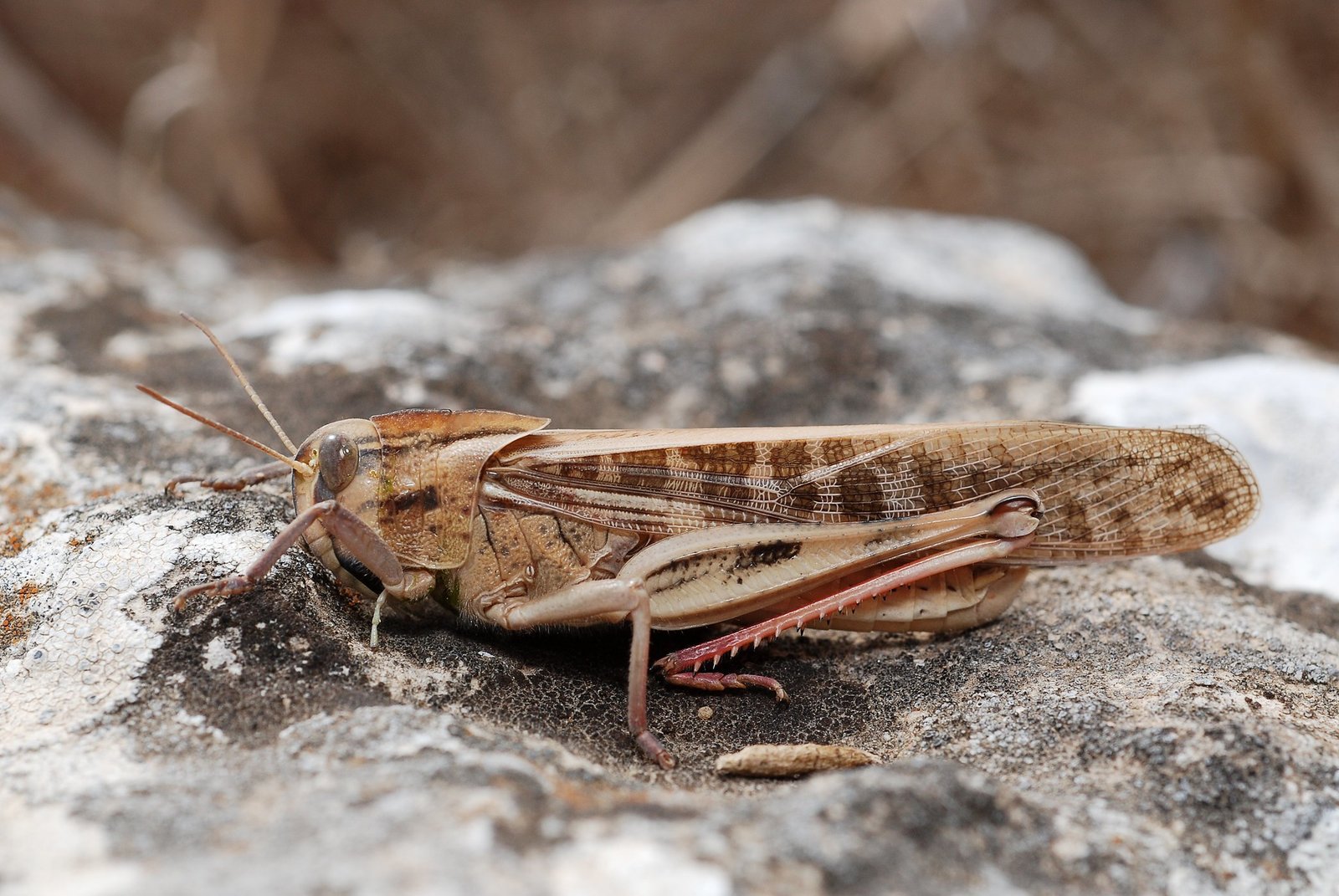 Locusta migratoria