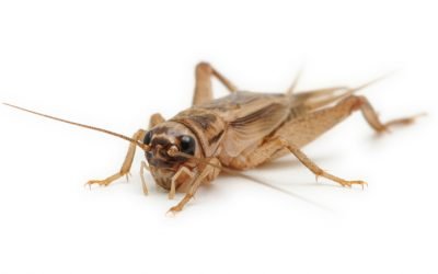 House cricket (Acheta domesticus) on a white background Acheta domesticus
