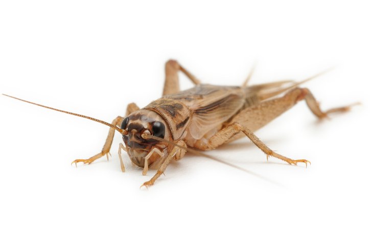 Acheta domesticus
