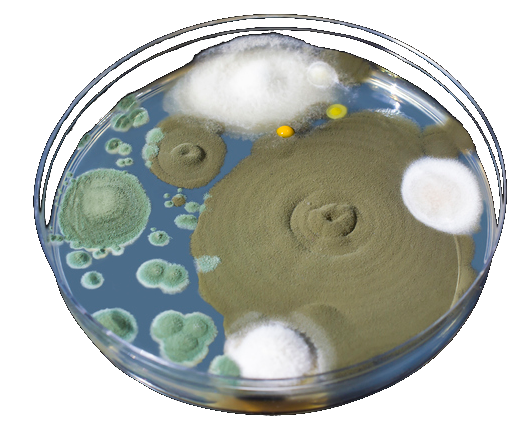 Alternaria