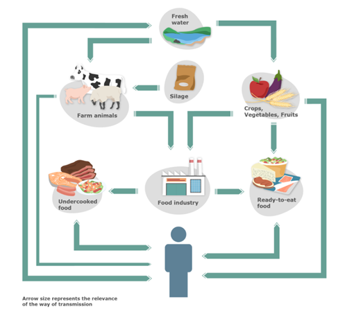 transmisión listeria