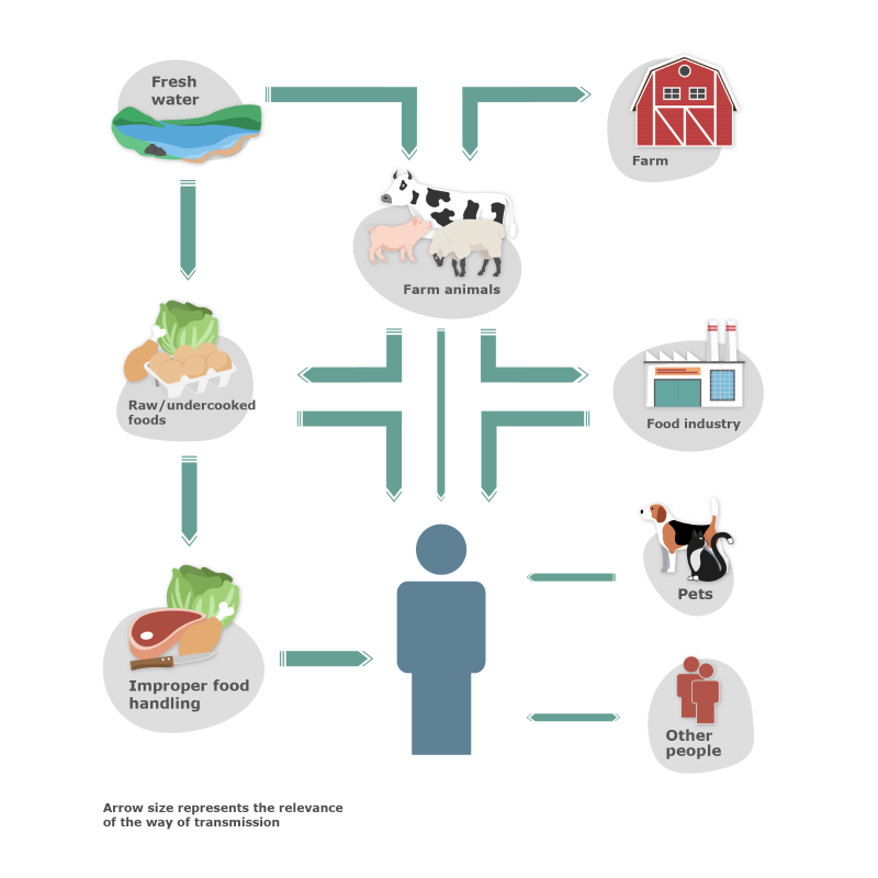 transmisión salmonella