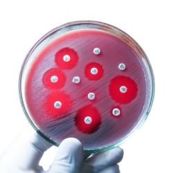 Antibiograma