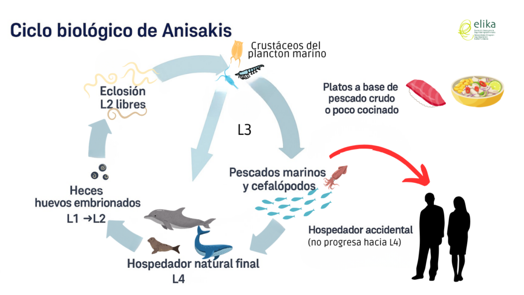 L3·ciclo Anisakis